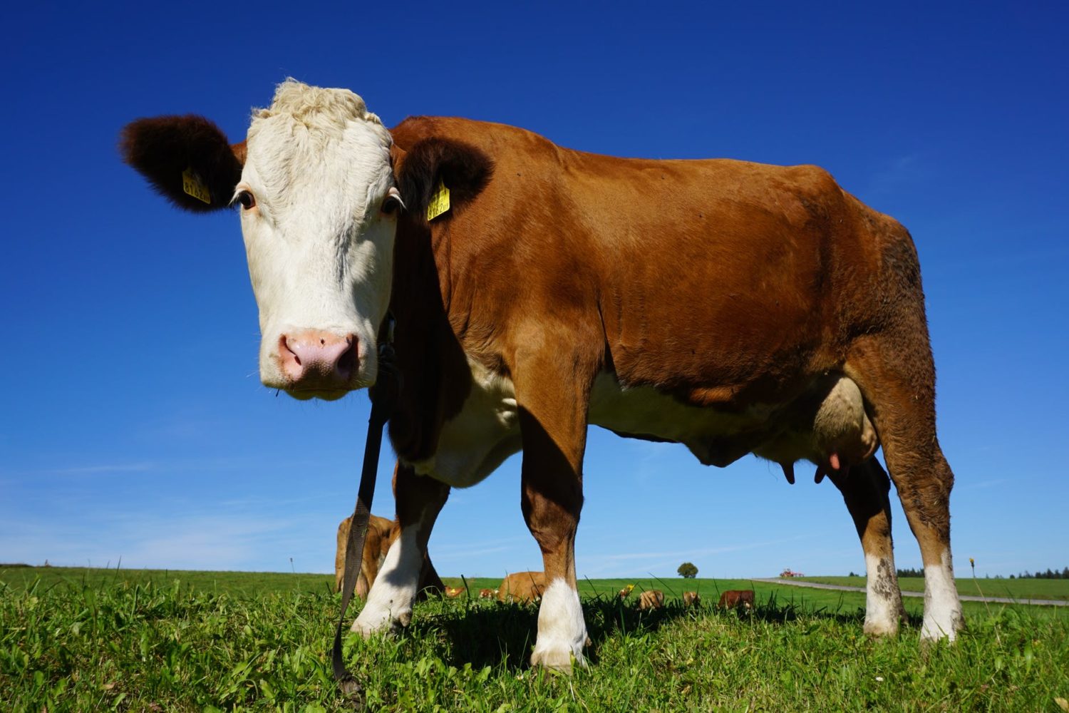 Cow - dairy foods may protect against type 2 diabetes
